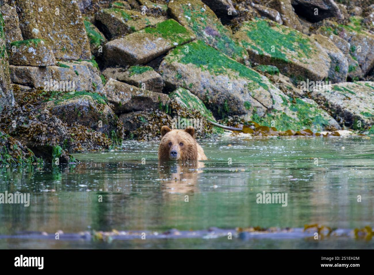Grizzlybär schwimmt bei Ebbe entlang der Küste auf der Suche nach Nahrung, Knight Inlet, traditionelles Gebiet der da’Naxda’xw Awaetlala First Natio Stockfoto