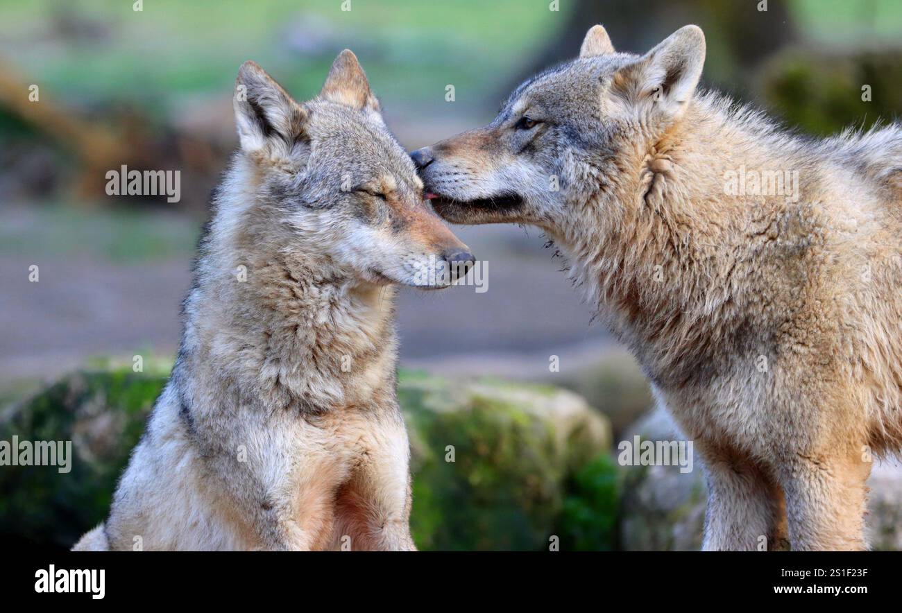 Europäische Grauwölfe / Loups gris européen Stockfoto