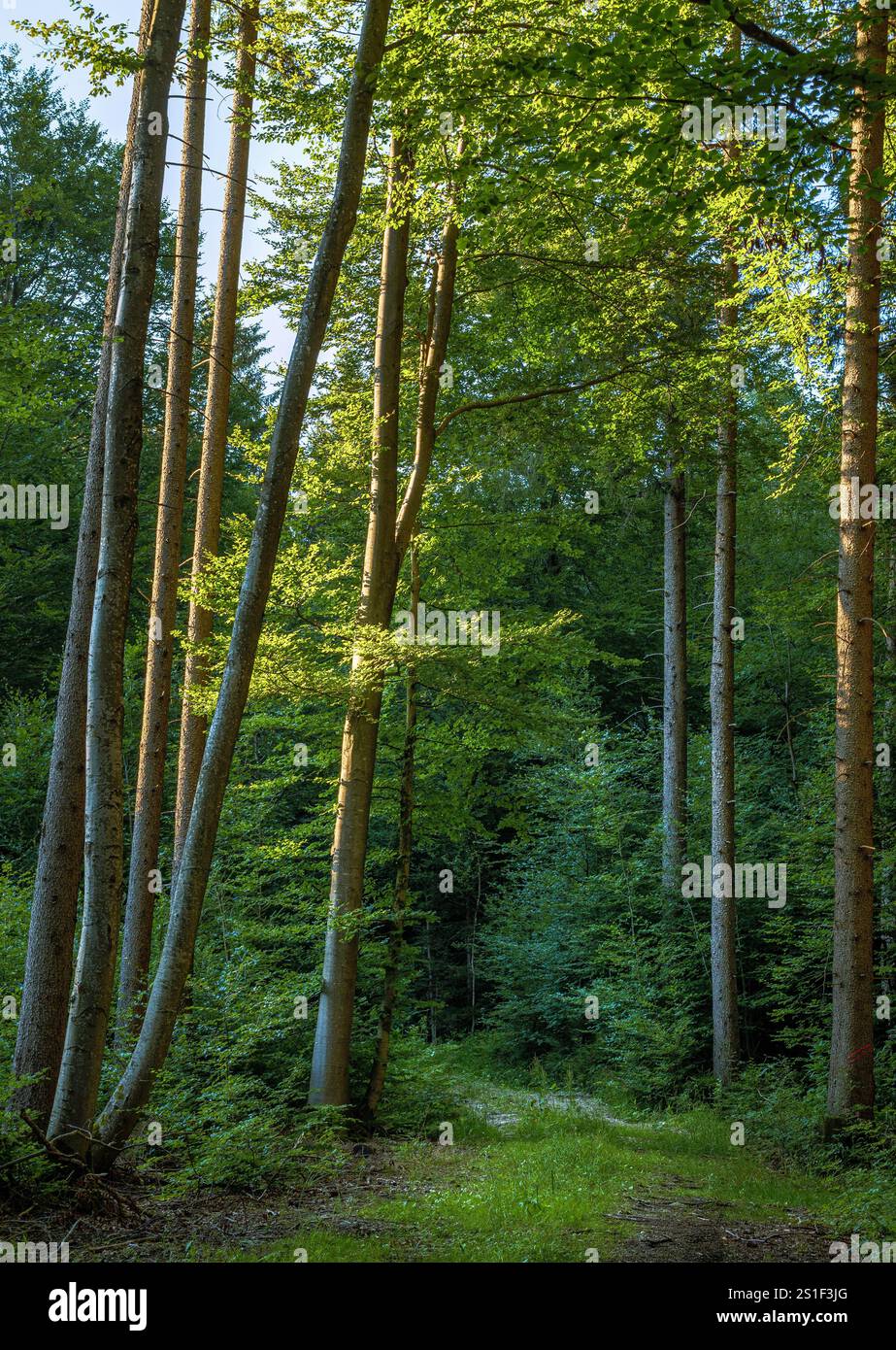 Die Sonne scheint in einem Mischwald, Bayern, Deutschland Stockfoto