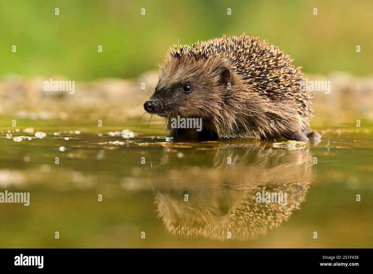 Nördlicher Weißbrust-Igel erinaceus roumanicus Bewohner von trockenem Tiefland Laubwald, Gestrüpp, Gärten, Dörfer, Städte, und Parks, Essen ist es Stockfoto
