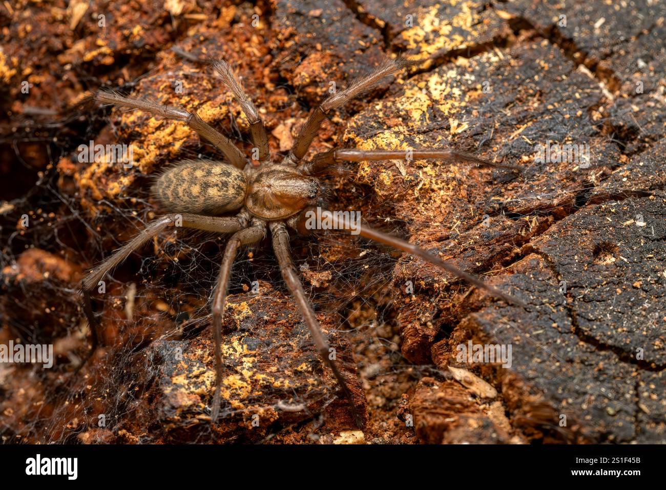 Riesenhausspinne - Eratigena duellica, große braune Trichterweberspinne aus europäischen Wäldern und Gärten, Zlin, Tschechische Republik. Stockfoto
