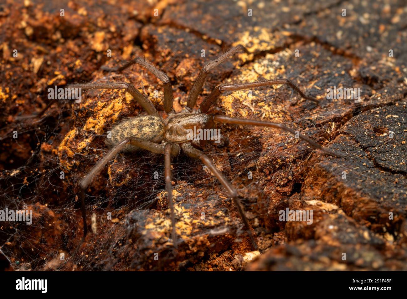 Riesenhausspinne - Eratigena duellica, große braune Trichterweberspinne aus europäischen Wäldern und Gärten, Zlin, Tschechische Republik. Stockfoto