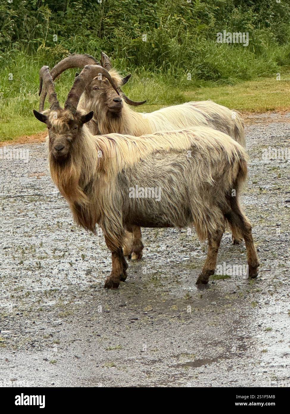 Wilde Bergziegen (Capra hircus) in Pistyll, Lleyn Peninsula, Nordwales. - Smartphone-aufgenommenes Stockfoto