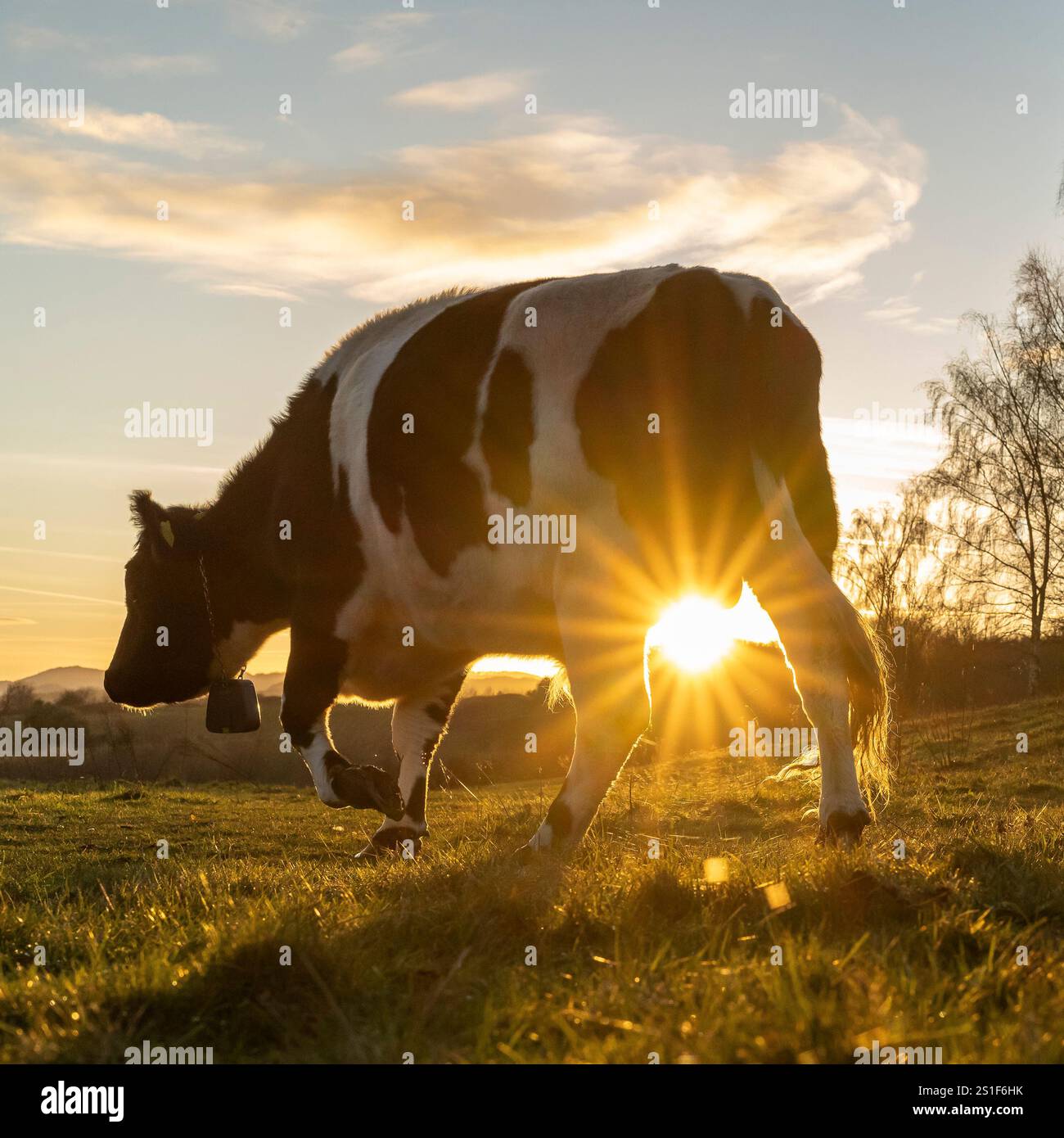 Kidderminster, Großbritannien. Januar 2025. Wetter in Großbritannien: Es ist ein weiterer kalter, frostiger Tag in den Midlands mit viel Wintersonne. Die Temperaturen erreichen trotz Sonnenschein kaum über den Gefrierpunkt. Weidende Rinder genießen den letzten Sonnenschein des Tages, während ein goldener Sonnenuntergang diesen bitterkalten Januartag vervollständigt. Quelle: Lee Hudson/Alamy Live News Stockfoto