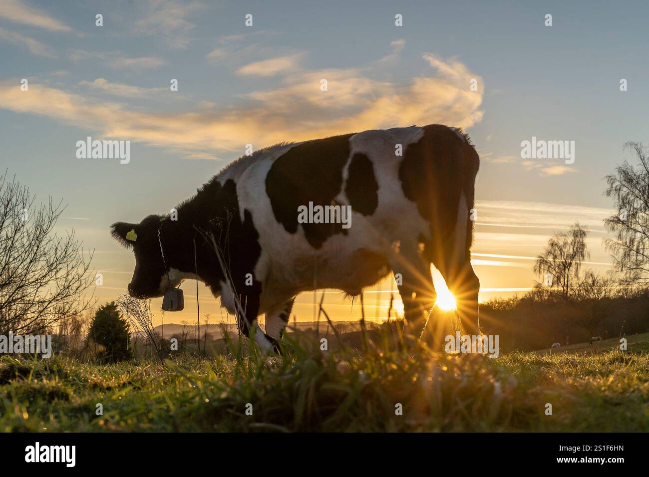 Kidderminster, Großbritannien. Januar 2025. Wetter in Großbritannien: Es ist ein weiterer kalter, frostiger Tag in den Midlands mit viel Wintersonne. Die Temperaturen erreichen trotz Sonnenschein kaum über den Gefrierpunkt. Weidende Rinder genießen den letzten Sonnenschein des Tages, während ein goldener Sonnenuntergang diesen bitterkalten Januartag vervollständigt. Quelle: Lee Hudson/Alamy Live News Stockfoto
