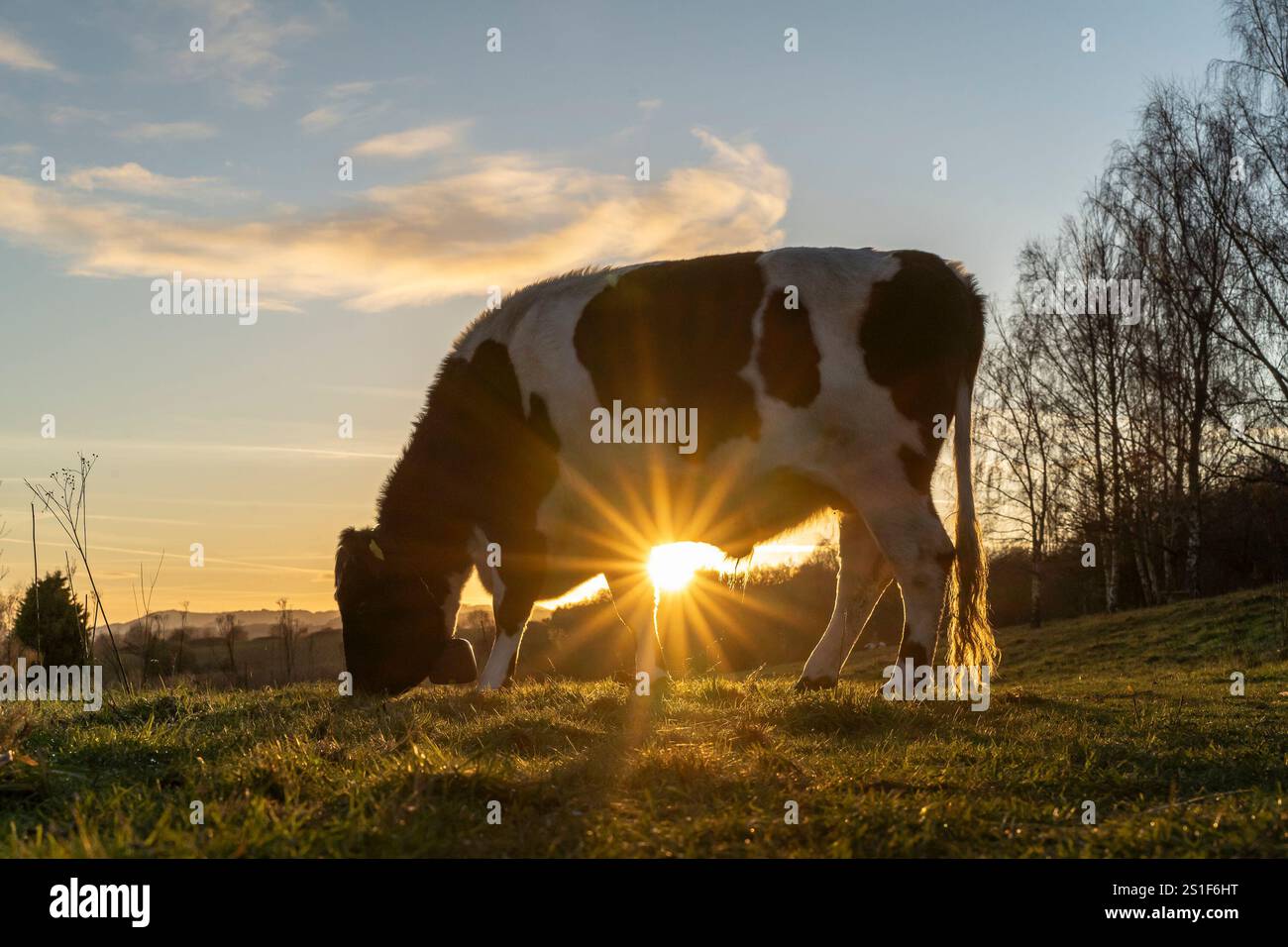 Kidderminster, Großbritannien. Januar 2025. Wetter in Großbritannien: Es ist ein weiterer kalter, frostiger Tag in den Midlands mit viel Wintersonne. Die Temperaturen erreichen trotz Sonnenschein kaum über den Gefrierpunkt. Weidende Rinder genießen den letzten Sonnenschein des Tages, während ein goldener Sonnenuntergang diesen bitterkalten Januartag vervollständigt. Quelle: Lee Hudson/Alamy Live News Stockfoto