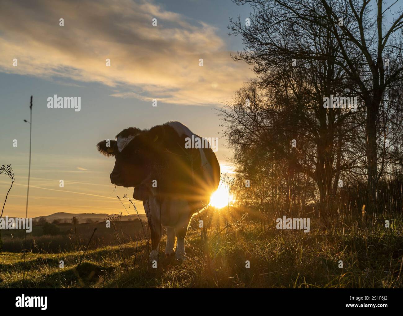 Kidderminster, Großbritannien. Januar 2025. Wetter in Großbritannien: Es ist ein weiterer kalter, frostiger Tag in den Midlands mit viel Wintersonne. Die Temperaturen erreichen trotz Sonnenschein kaum über den Gefrierpunkt. Weidende Rinder genießen den letzten Sonnenschein des Tages, während ein goldener Sonnenuntergang diesen bitterkalten Januartag vervollständigt. Quelle: Lee Hudson/Alamy Live News Stockfoto