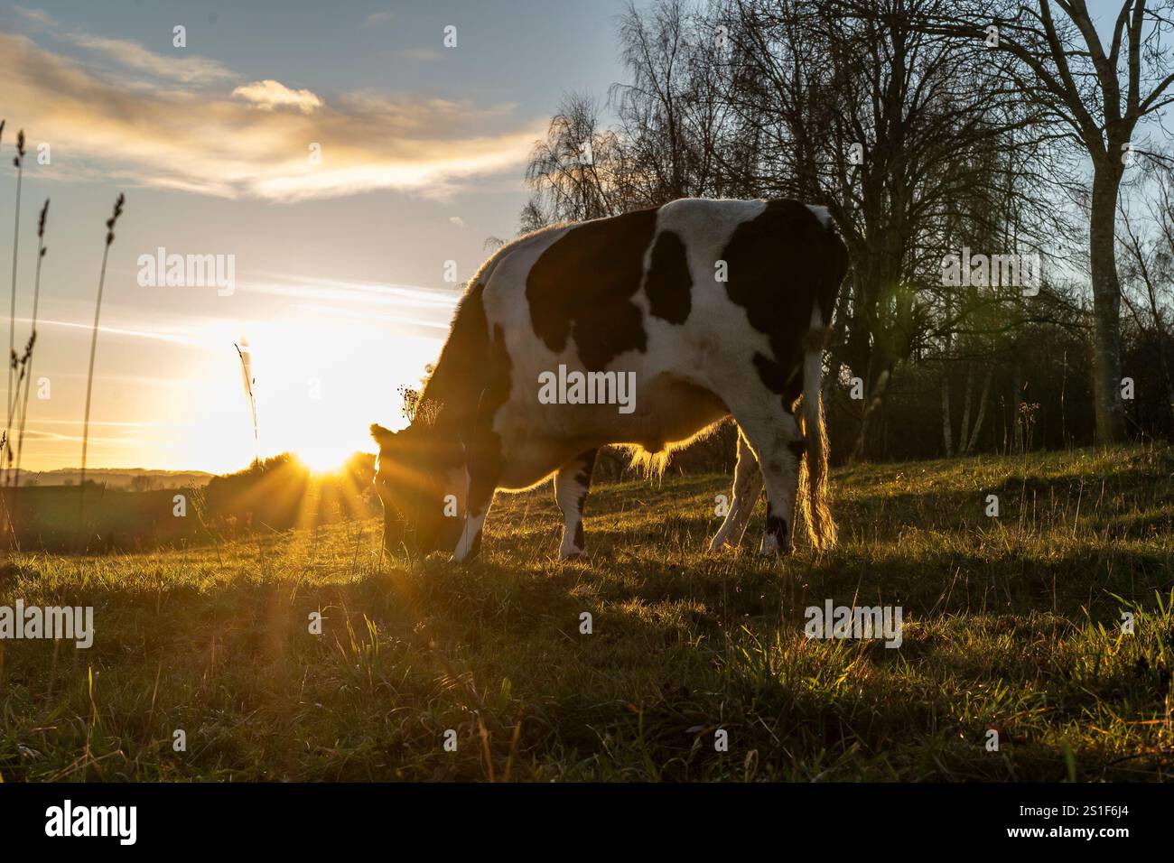 Kidderminster, Großbritannien. Januar 2025. Wetter in Großbritannien: Es ist ein weiterer kalter, frostiger Tag in den Midlands mit viel Wintersonne. Die Temperaturen erreichen trotz Sonnenschein kaum über den Gefrierpunkt. Weidende Rinder genießen den letzten Sonnenschein des Tages, während ein goldener Sonnenuntergang diesen bitterkalten Januartag vervollständigt. Quelle: Lee Hudson/Alamy Live News Stockfoto