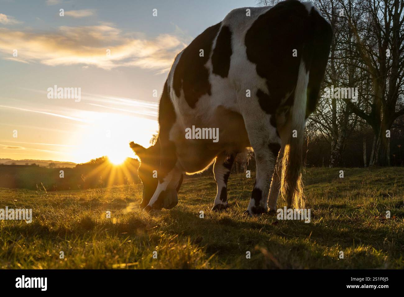 Kidderminster, Großbritannien. Januar 2025. Wetter in Großbritannien: Es ist ein weiterer kalter, frostiger Tag in den Midlands mit viel Wintersonne. Die Temperaturen erreichen trotz Sonnenschein kaum über den Gefrierpunkt. Weidende Rinder genießen den letzten Sonnenschein des Tages, während ein goldener Sonnenuntergang diesen bitterkalten Januartag vervollständigt. Quelle: Lee Hudson/Alamy Live News Stockfoto