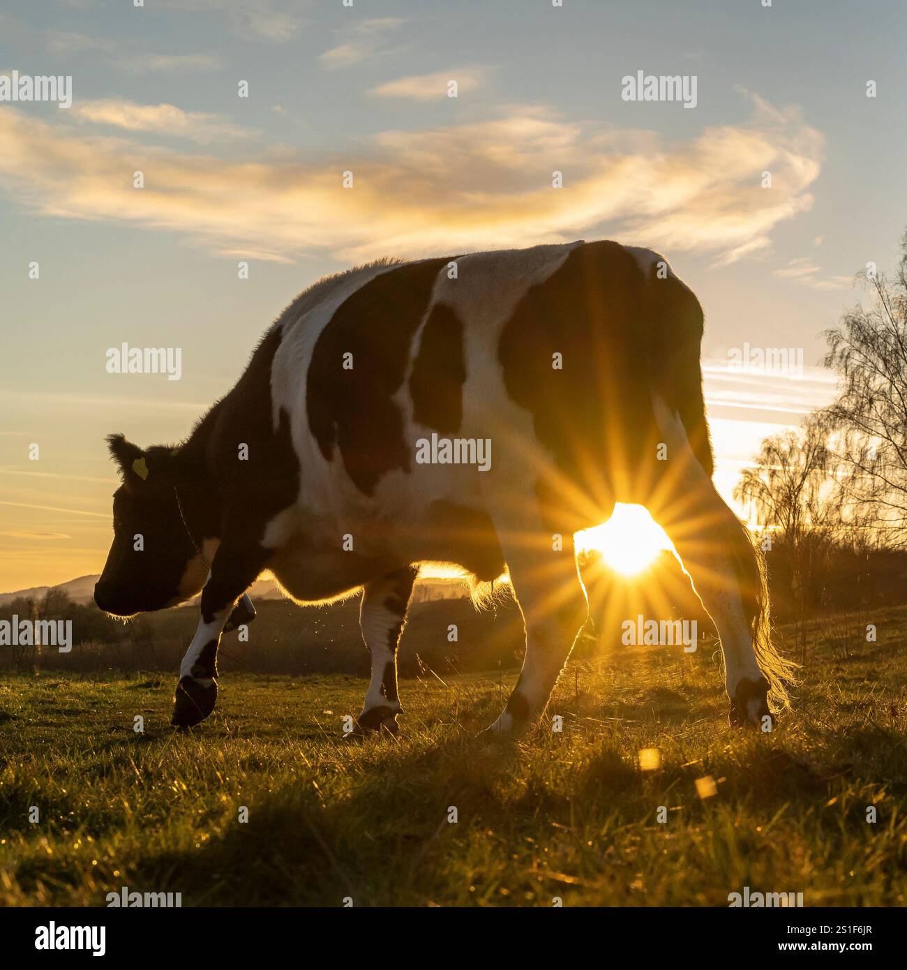 Kidderminster, Großbritannien. Januar 2025. Wetter in Großbritannien: Es ist ein weiterer kalter, frostiger Tag in den Midlands mit viel Wintersonne. Die Temperaturen erreichen trotz Sonnenschein kaum über den Gefrierpunkt. Weidende Rinder genießen den letzten Sonnenschein des Tages, während ein goldener Sonnenuntergang diesen bitterkalten Januartag vervollständigt. Quelle: Lee Hudson/Alamy Live News Stockfoto