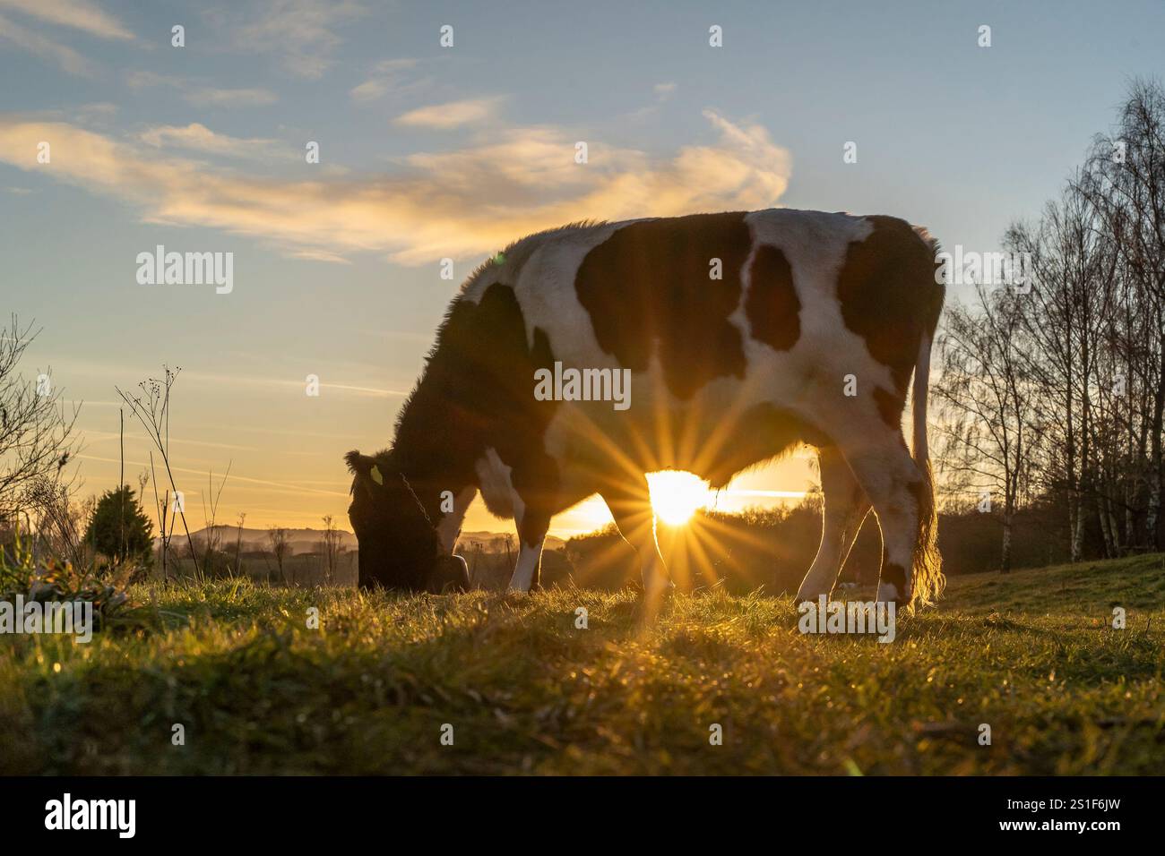 Kidderminster, Großbritannien. Januar 2025. Wetter in Großbritannien: Es ist ein weiterer kalter, frostiger Tag in den Midlands mit viel Wintersonne. Die Temperaturen erreichen trotz Sonnenschein kaum über den Gefrierpunkt. Weidende Rinder genießen den letzten Sonnenschein des Tages, während ein goldener Sonnenuntergang diesen bitterkalten Januartag vervollständigt. Quelle: Lee Hudson/Alamy Live News Stockfoto