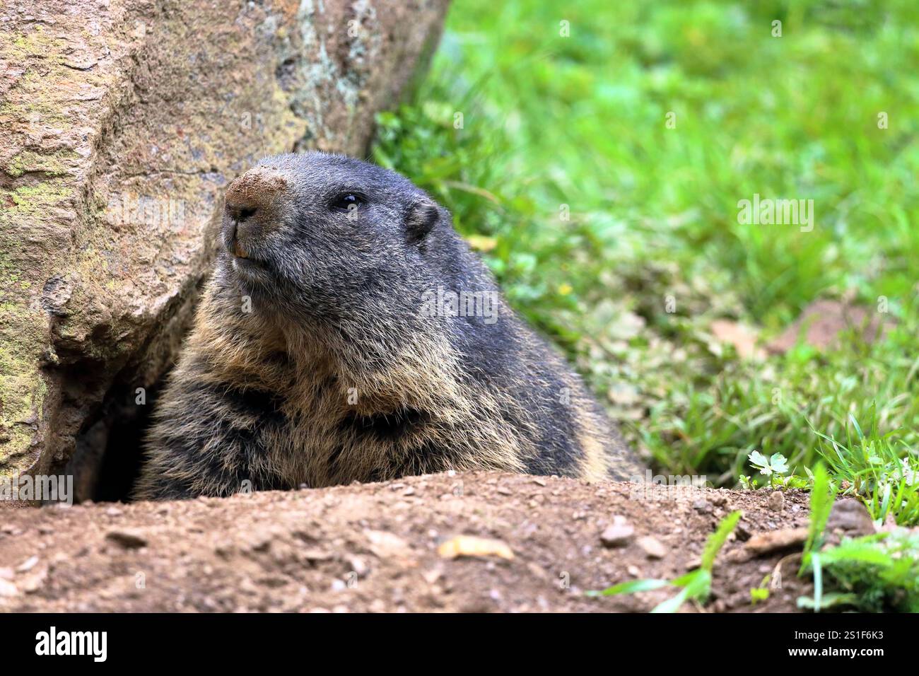 Ein Murmeltier schaut neugierig aus seiner Höhle. Österreichische Alpen, Ferleiten, Europa. Stockfoto