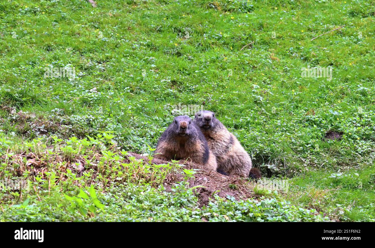 Zwei Murmeltiere stehen nahe beieinander Österreichische Alpen, Ferleiten, Europa. Stockfoto