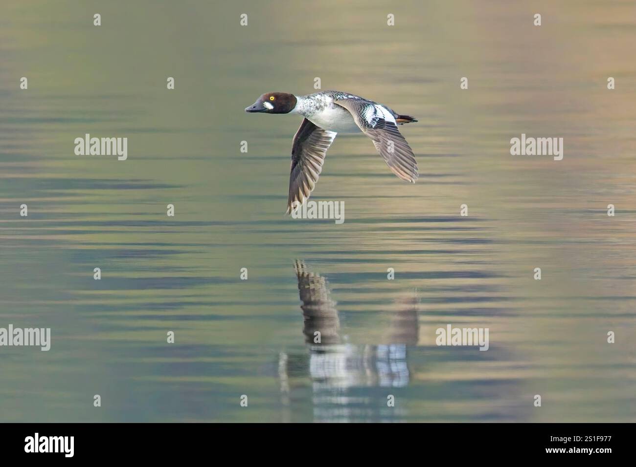 Ein gewöhnlicher goldeneye Wasservögel fliegt direkt über dem Seewasser im Norden von Idaho. Stockfoto