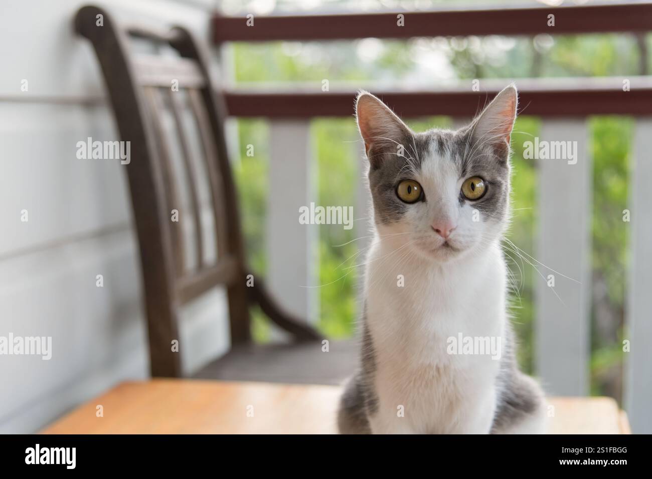 Bezaubernde graue und weiße Katze, die auf einem Holztisch sitzt und aufmerksam auf die Kamera blickt. Ein verschwommener Holzstuhl und ein Verandalgeländer sind im Hintergrund. Stockfoto