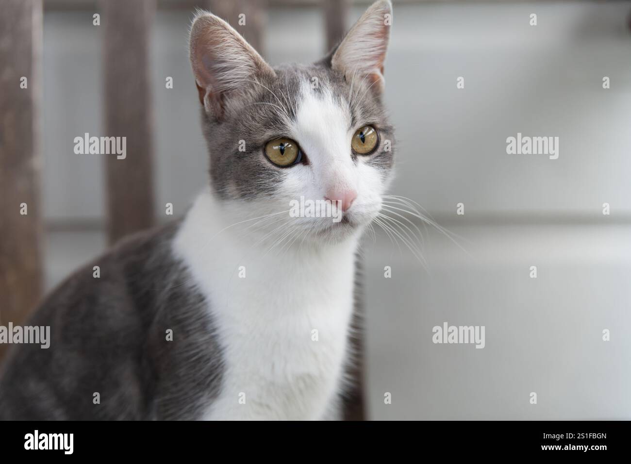 Porträt einer bezaubernden grau-weißen Katze mit bezaubernden goldenen Augen. Eine heitere und friedliche Katze, gefangen in einem Moment der stillen Besinnung. Stockfoto