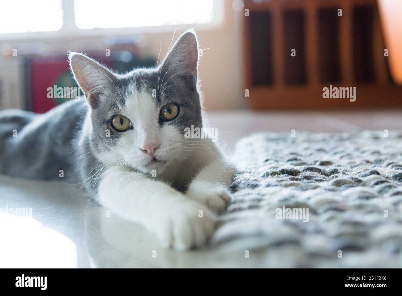 Entzückendes graues und weißes Kätzchen, das sich drinnen auf einem weichen Teppich entspannt. Süße Katze, die sich ein wenig Zeit gönnt. Stockfoto