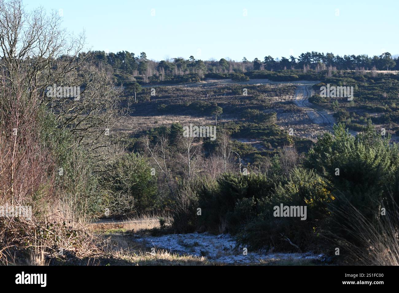 Ashdown Wald Winterwald Foto Stockfoto