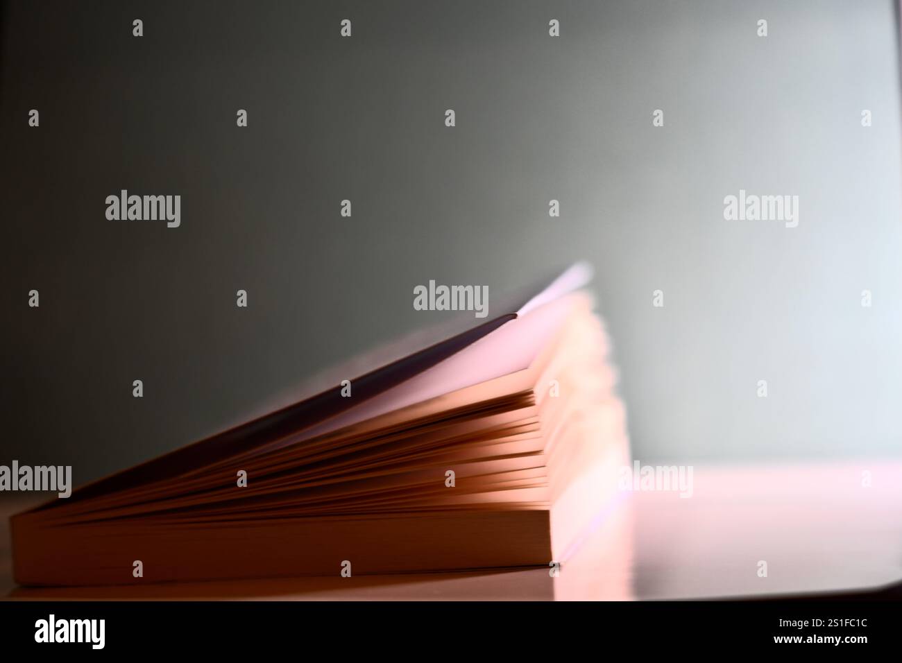 Einzelnes Nahaufnahme-Buchfoto vor weichem Hintergrund Stockfoto