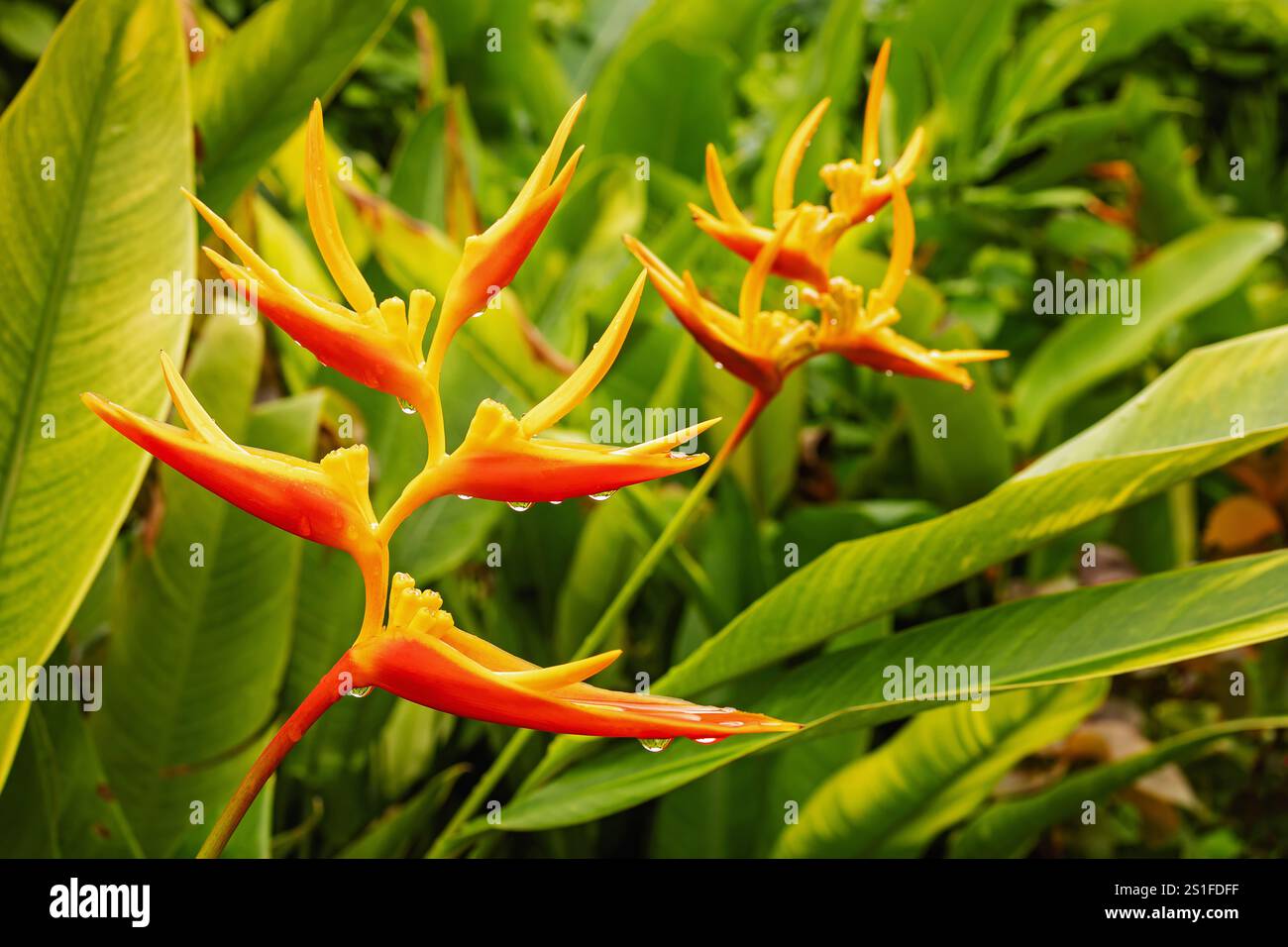 Helle und lebendige tropische Blumen blühen inmitten von üppig grünem Laub in einer ruhigen Gartenumgebung Stockfoto
