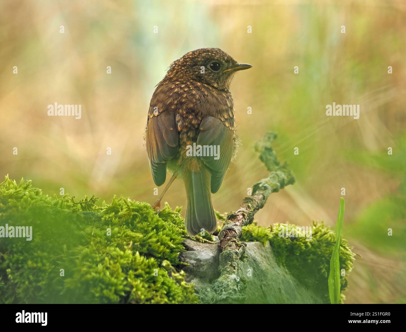 Junger Europäischer rotkehlchen (Erithacus rubecula) oder Rotkehlchen mit guten Federdetails auf Moosstein Cumbria, England, Großbritannien Stockfoto