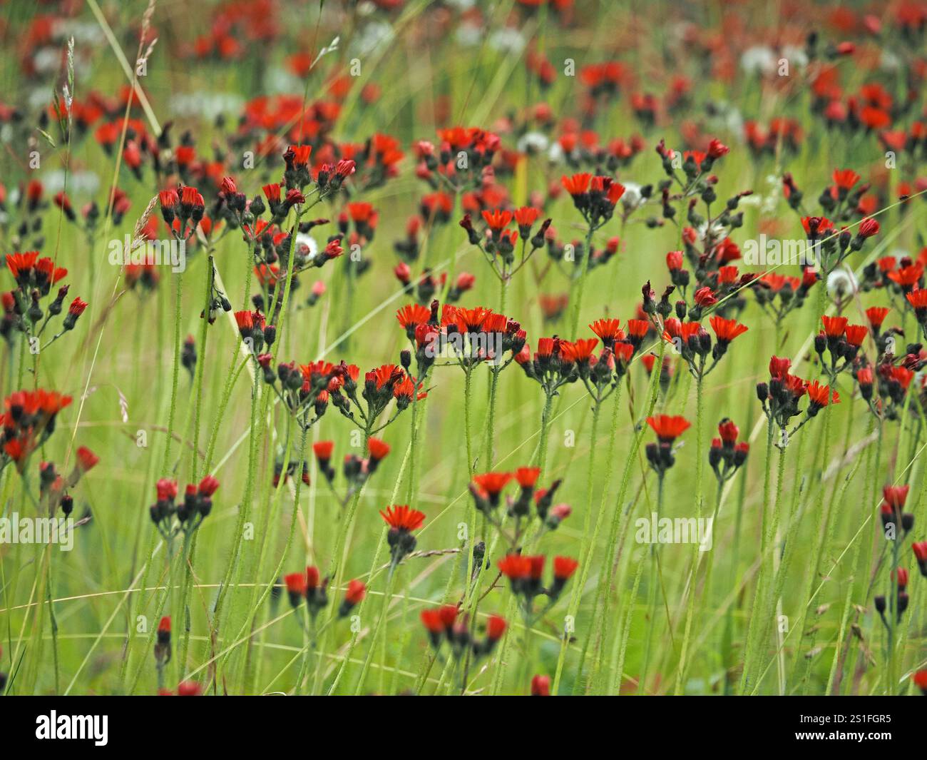 Masse von hell-goldenen Blüten von orangefarbenen Falken, auch bekannt als Fuchs- und Jungtiere, Teufelspinsel, (Pilosella aurantiaca), auf aufrechten Stielen in Cumbria, England, Großbritannien Stockfoto