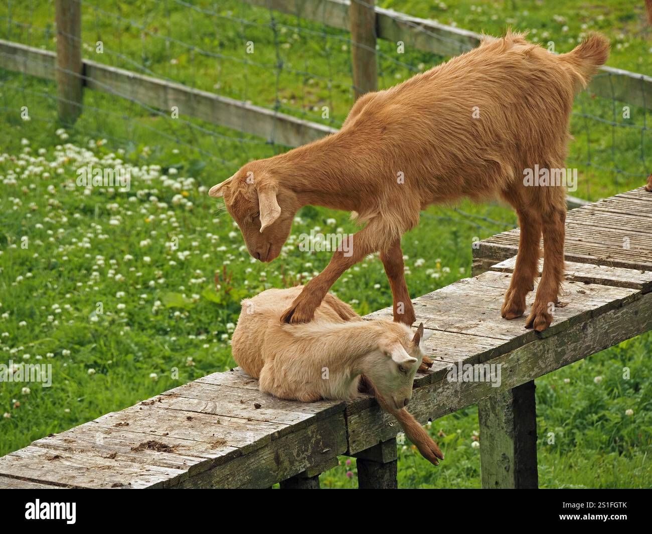 Zwei junge Bauernziegen spielen - eine stolziert den anderen mit Huffuß, da sie auf einem Holzsteg in Cumbria, England, Großbritannien liegt Stockfoto