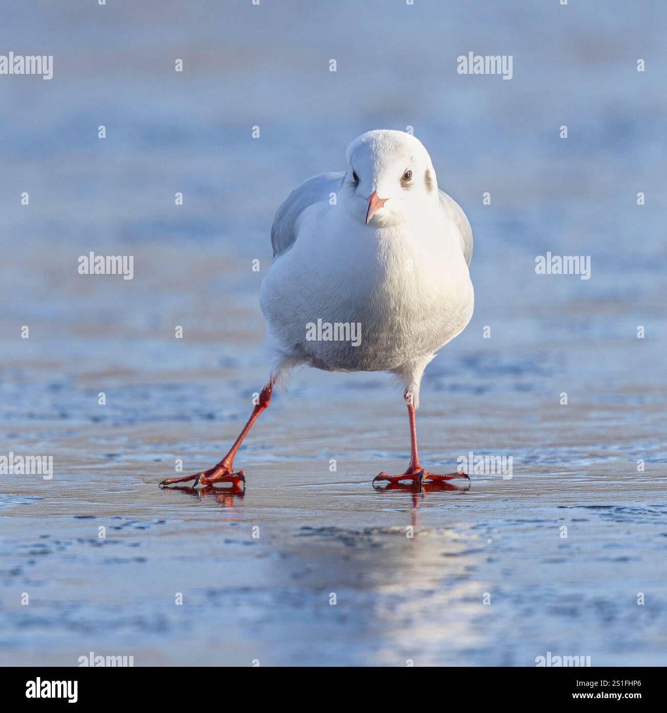 Kidderminster, Großbritannien. Januar 2025. Wetter in Großbritannien: Es ist ein weiterer kalter, frostiger Tag in den Midlands mit viel Wintersonne. Die Temperaturen erreichen trotz Sonnenschein kaum über den Gefrierpunkt. Eine Schwarzkopfmöwe versucht, die eisigen Bedingungen an diesem bitterkalten Januartag in den Griff zu bekommen. Quelle: Lee Hudson/Alamy Live News Stockfoto