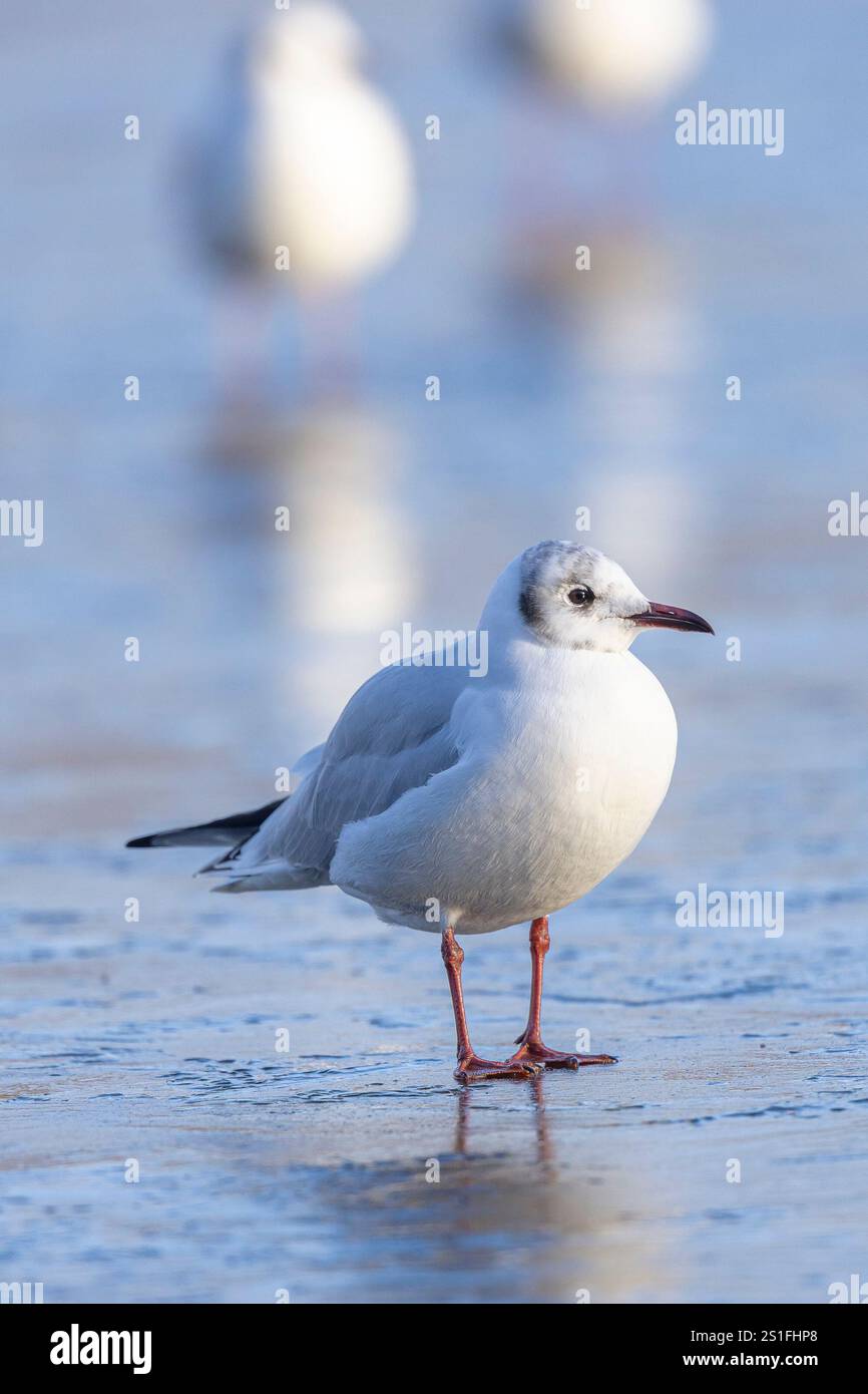 Kidderminster, Großbritannien. Januar 2025. Wetter in Großbritannien: Es ist ein weiterer kalter, frostiger Tag in den Midlands mit viel Wintersonne. Die Temperaturen erreichen trotz Sonnenschein kaum über den Gefrierpunkt. Eine Schwarzkopfmöwe versucht, die eisigen Bedingungen an diesem bitterkalten Januartag in den Griff zu bekommen. Quelle: Lee Hudson/Alamy Live News Stockfoto