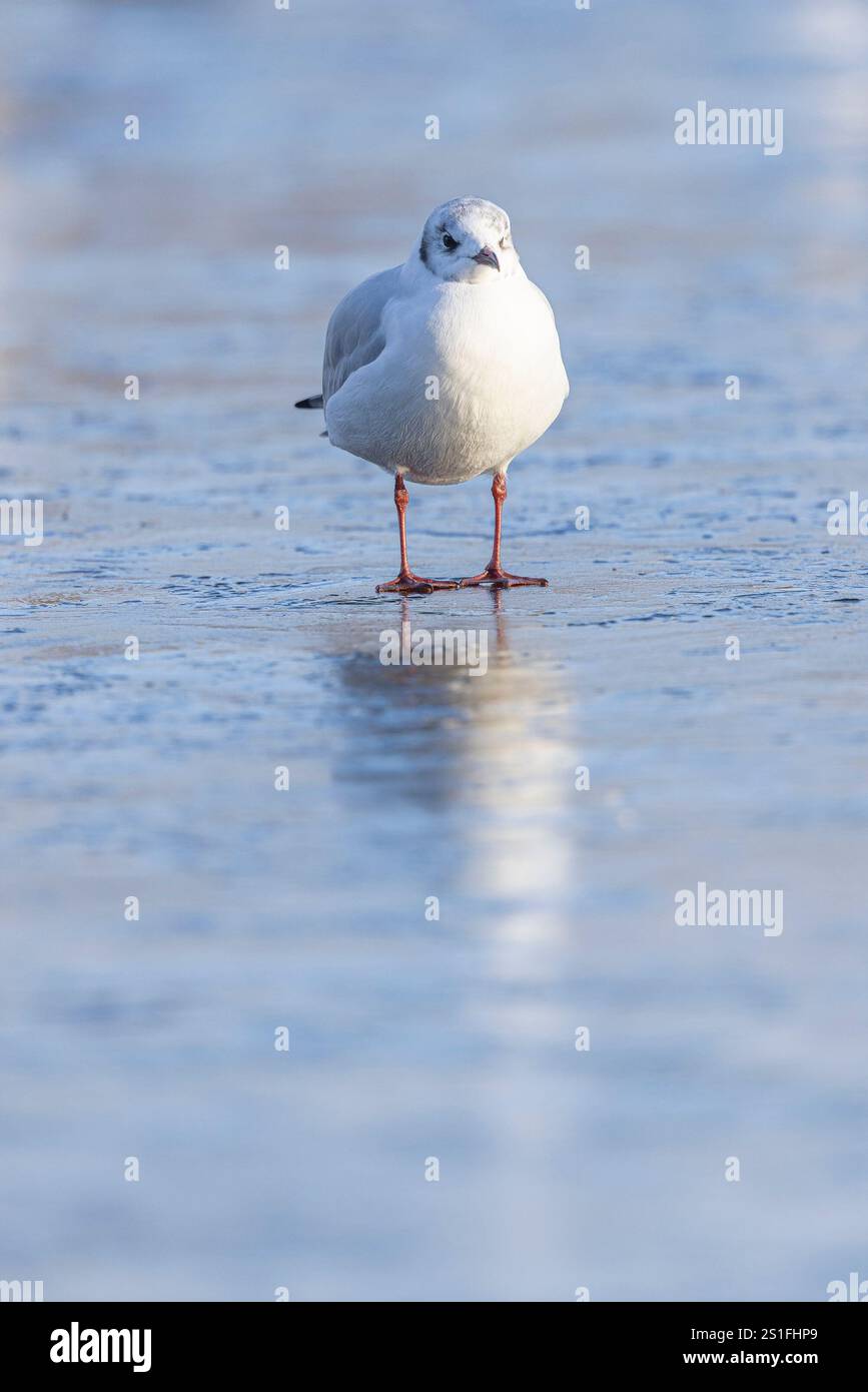 Kidderminster, Großbritannien. Januar 2025. Wetter in Großbritannien: Es ist ein weiterer kalter, frostiger Tag in den Midlands mit viel Wintersonne. Die Temperaturen erreichen trotz Sonnenschein kaum über den Gefrierpunkt. Eine Schwarzkopfmöwe sieht etwas verwirrt aus, wo das Wasser hingegangen ist, da der Pool im Park völlig friert. Quelle: Lee Hudson/Alamy Live News Stockfoto