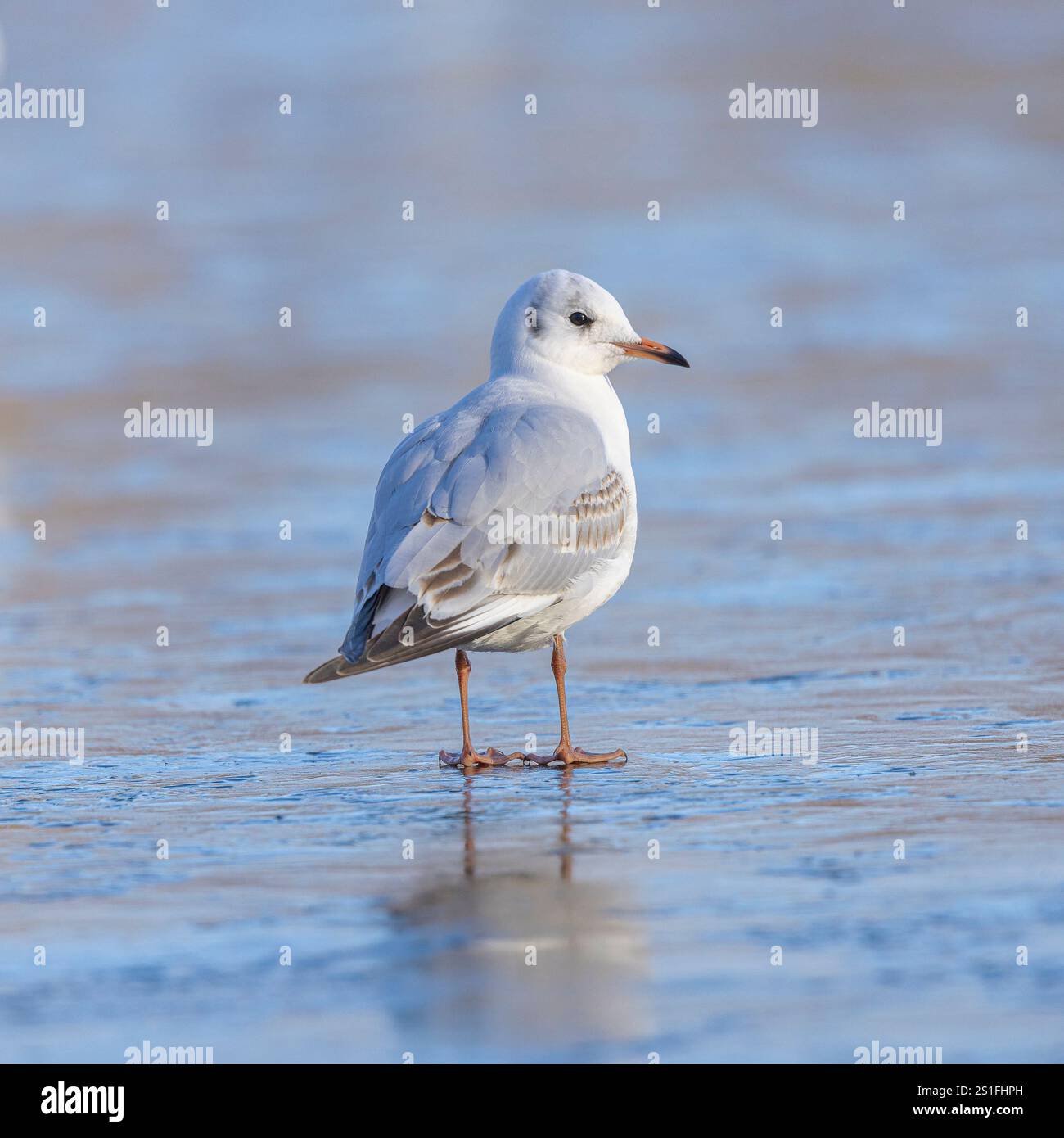 Kidderminster, Großbritannien. Januar 2025. Wetter in Großbritannien: Es ist ein weiterer kalter, frostiger Tag in den Midlands mit viel Wintersonne. Die Temperaturen erreichen trotz Sonnenschein kaum über den Gefrierpunkt. Eine Schwarzkopfmöwe sieht etwas verwirrt aus, wo das Wasser hingegangen ist, während der Pool im Park friert. Quelle: Lee Hudson/Alamy Live News Stockfoto