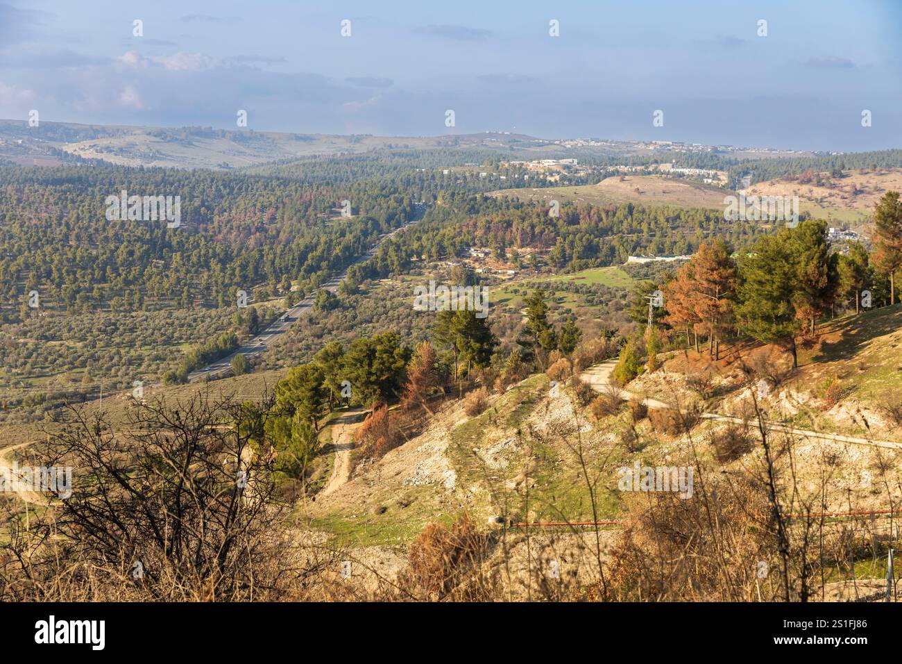 Panorama vom Aussichtspunkt der Galiläischen Berge rund um Safed in Israel. Kiefernwälder und trockenes Gras im Januar. Stockfoto