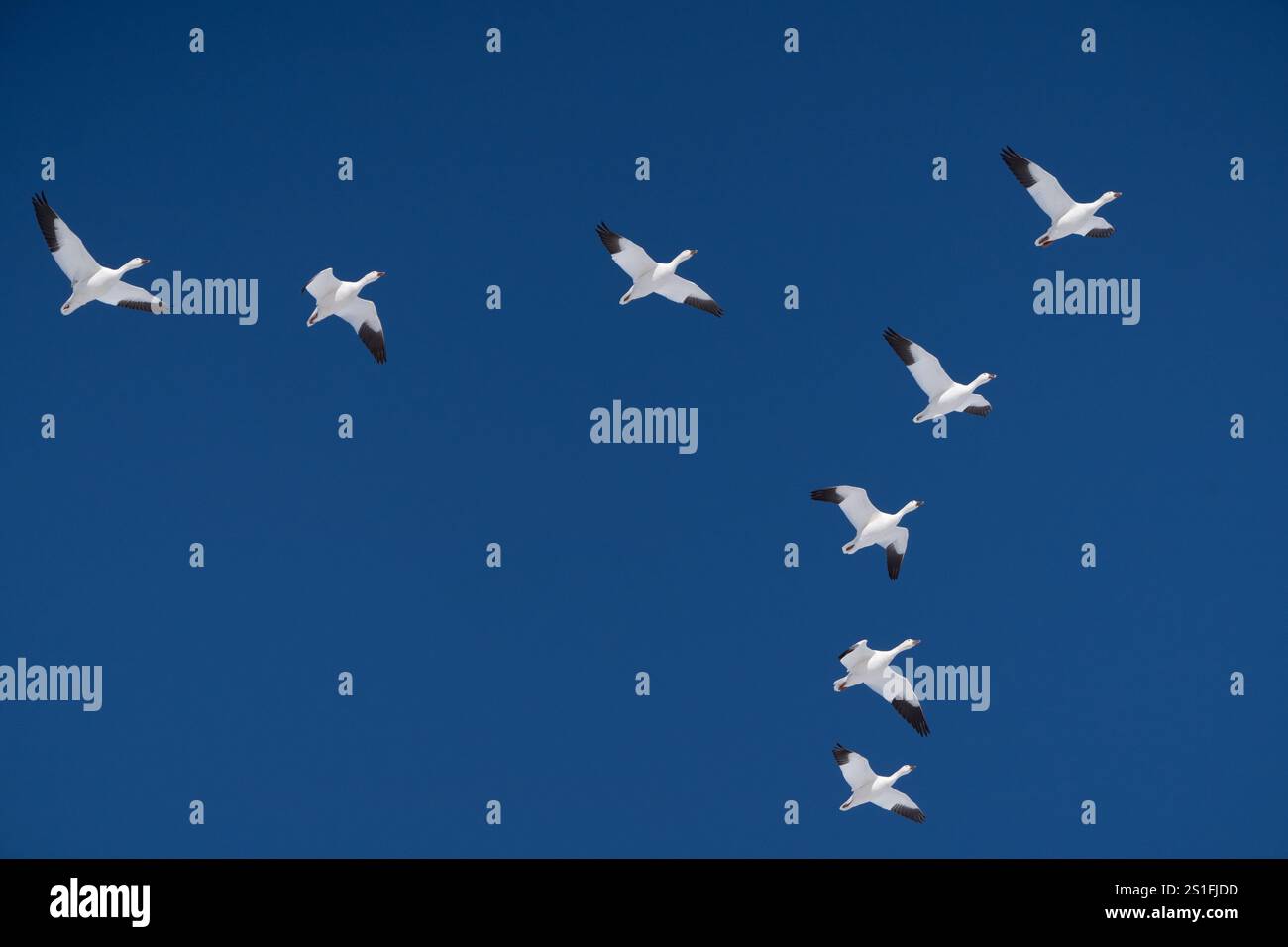 Schneegänse fliegen vor blauem Himmel im ländlichen Pennsylvania Stockfoto