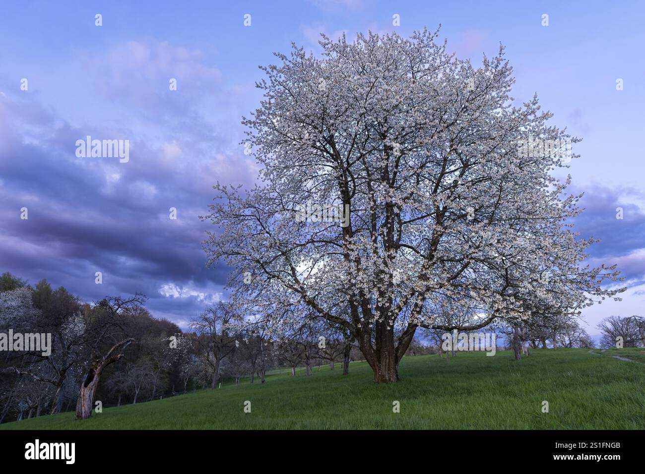 Ein weißer blühender Obstbaum auf einer Wiese im Frühjahr, im Hintergrund mehr Bäume und Wald. Blauer Himmel, nach Sonnenuntergang, ein paar farbige Wolken am Himmel. Stockfoto