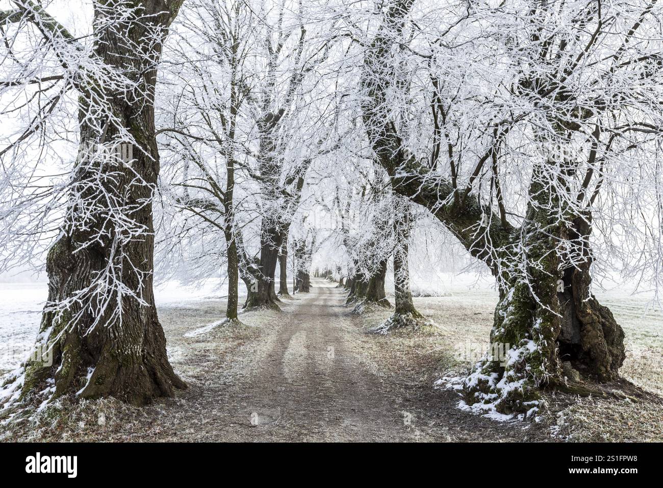 Frostige Allee mit Bäumen unter einer Schneedecke in winterlicher Ruhe, Lindenallee bei Maria Schnee, Nassenbeuren, Unterallgaeu, Bayern, Deutschland Stockfoto