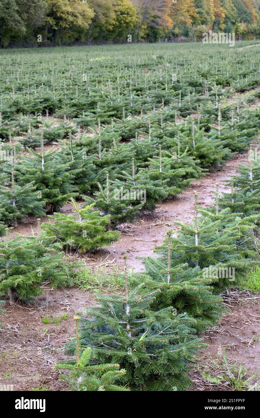 Kleine Bäume in Reihen gepflanzt in einer Weihnachtsbaumkultur. Hochformat. Kleine Bäume einer Weihnachtsbaumplantage in Reihen gepflanzt. Vertikales Format Stockfoto