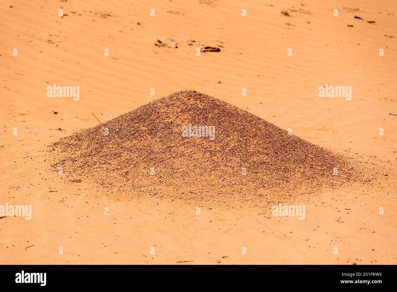 Ameisenhügel in der Wüste von Arizona. Stockfoto