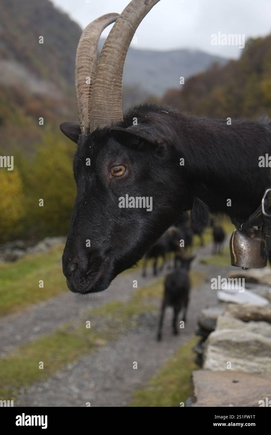 Profil einer Verzasca-Ziege mit schwarzem Fell, langen Hörnern und Glocke am Hals. Hochformat. Profil einer Verzasca-Ziege mit schwarzem Fell, langen Hörnern und einer Beute Stockfoto