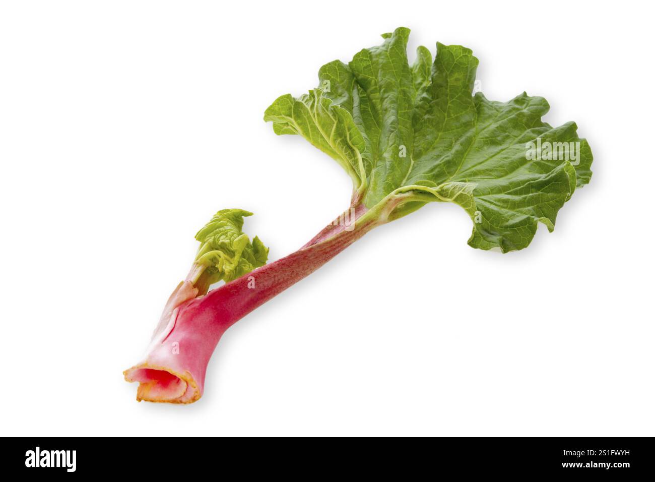 Frischer Rhabarberstiel auf hellem Hintergrund Stockfoto