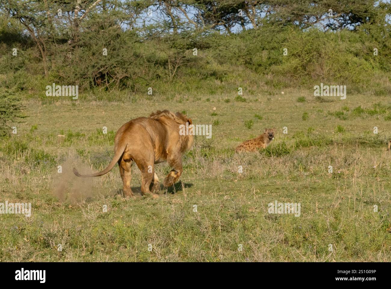 Löwe (Panthera leo) überrascht einen Stolz der Hyäne (Crocuta crocuta), die seinen Bruder belästigt hat. Serie von 45. Stockfoto