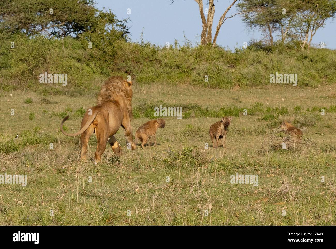 Löwe (Panthera leo) überrascht einen Stolz der Hyäne (Crocuta crocuta), die seinen Bruder belästigt hat. Serie von 45. Stockfoto
