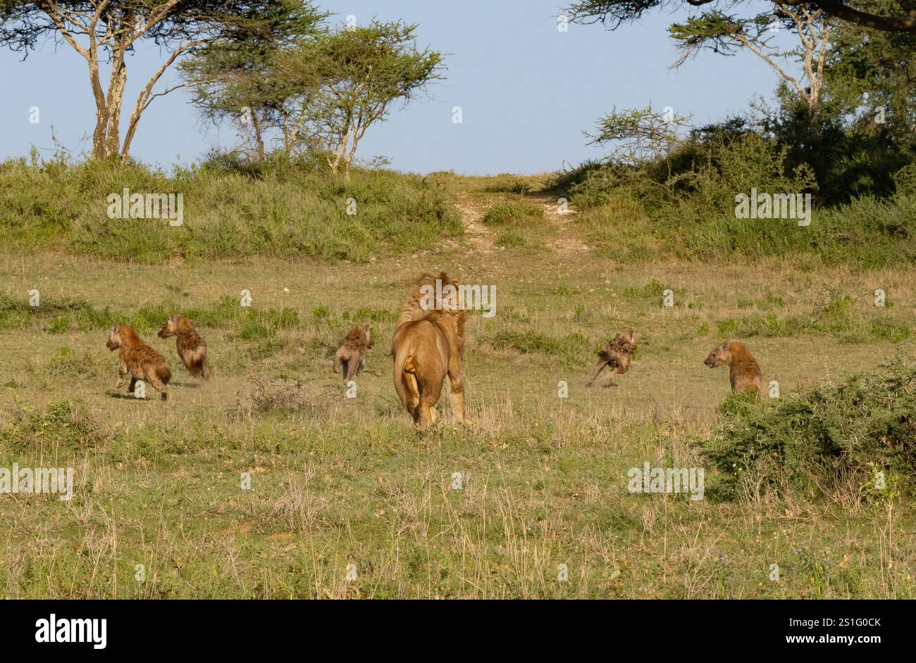 Löwe (Panthera leo) überrascht einen Stolz der Hyäne (Crocuta crocuta), die seinen Bruder belästigt hat. Serie von 45. Stockfoto