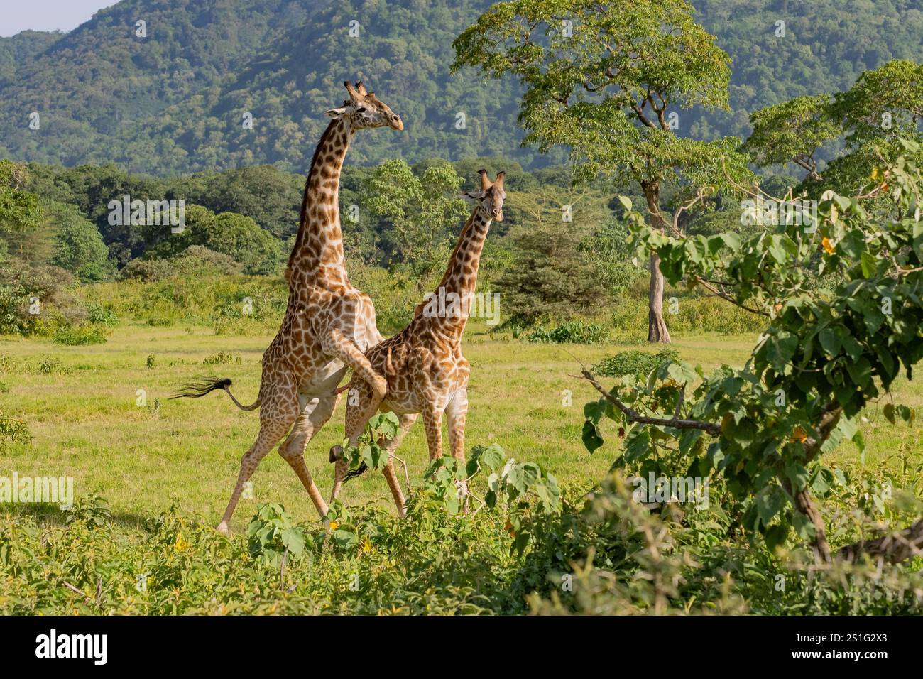Paarung von Masai Giraffe (Giraffa camelopardalis tippelskirchi) Stockfoto