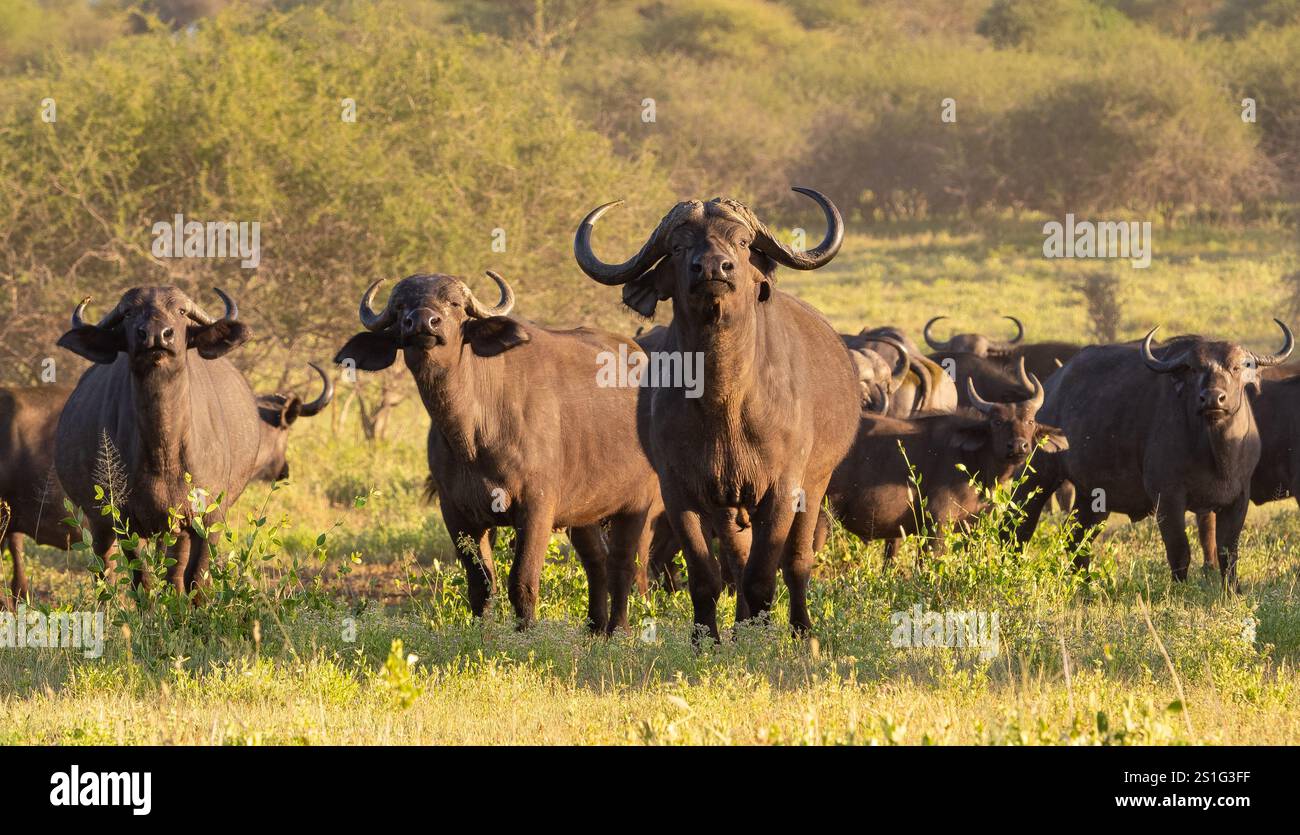 Cape Buffalo (Syncerus Caffer Caffer Caffer) wacht über die Herde Stockfoto