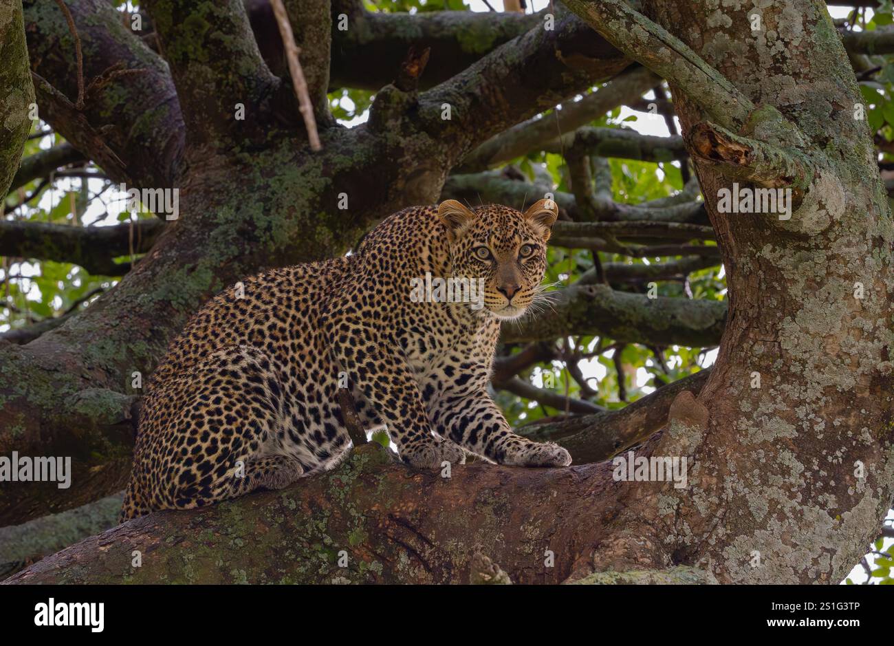 Leopard (Panthera pardus), der auf einem Baumzweig ruht und hart auf die Kamera blickt Stockfoto