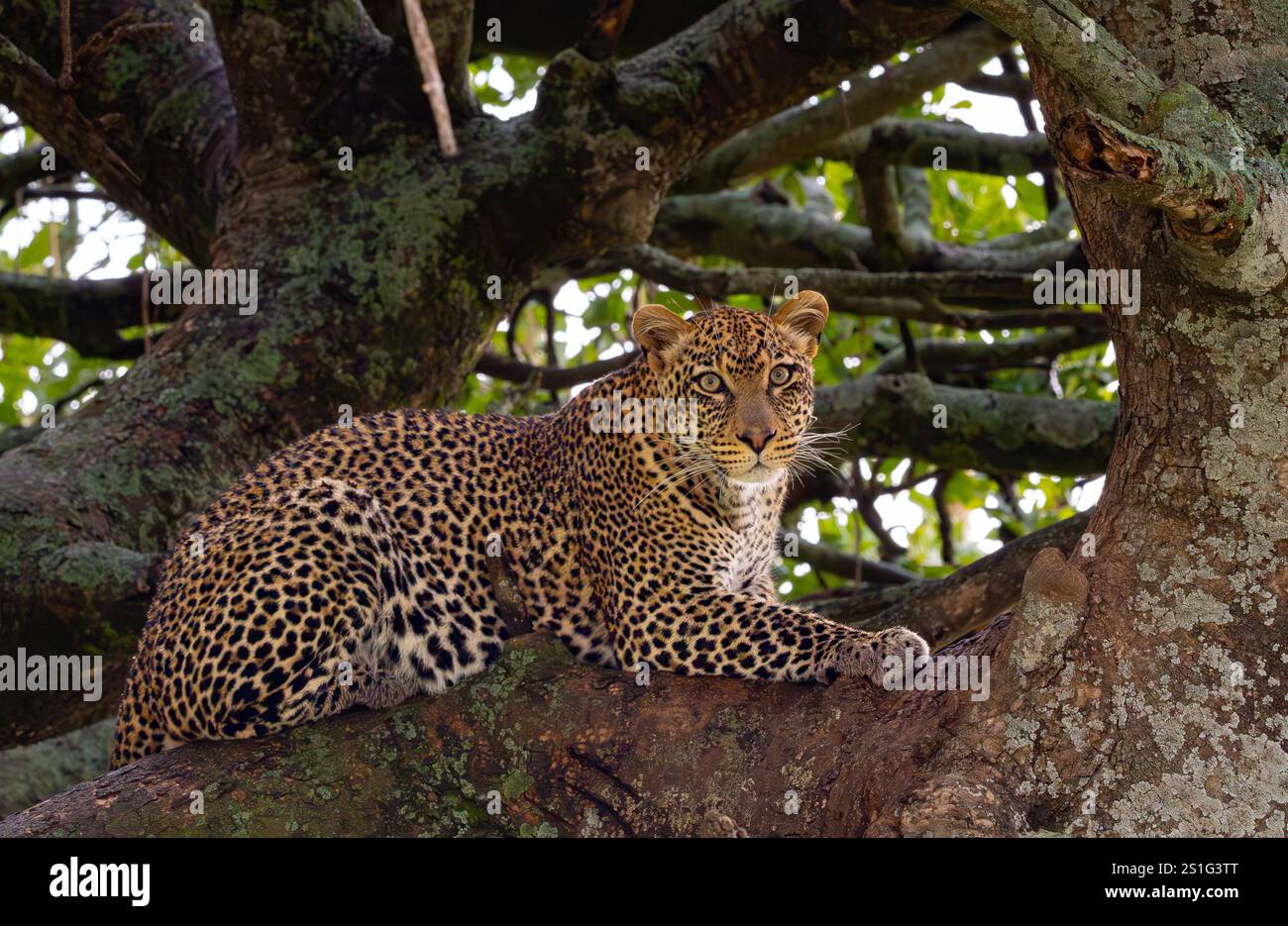 Leopard (Panthera pardus), der auf einem Baumzweig ruht und hart auf die Kamera blickt Stockfoto