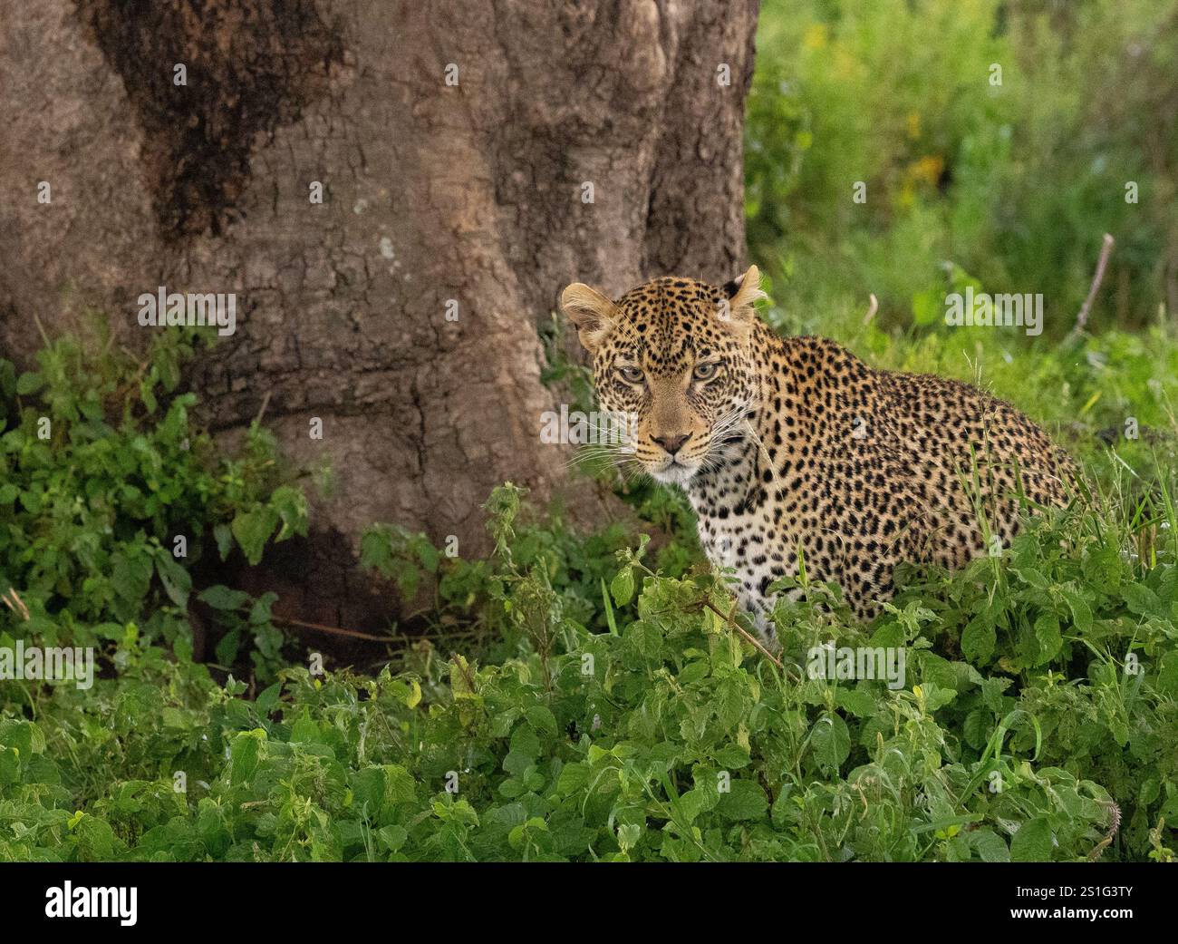 Leopard (Panthera pardus) hockte sich in Gestrüpp und sah in die Kamera Stockfoto