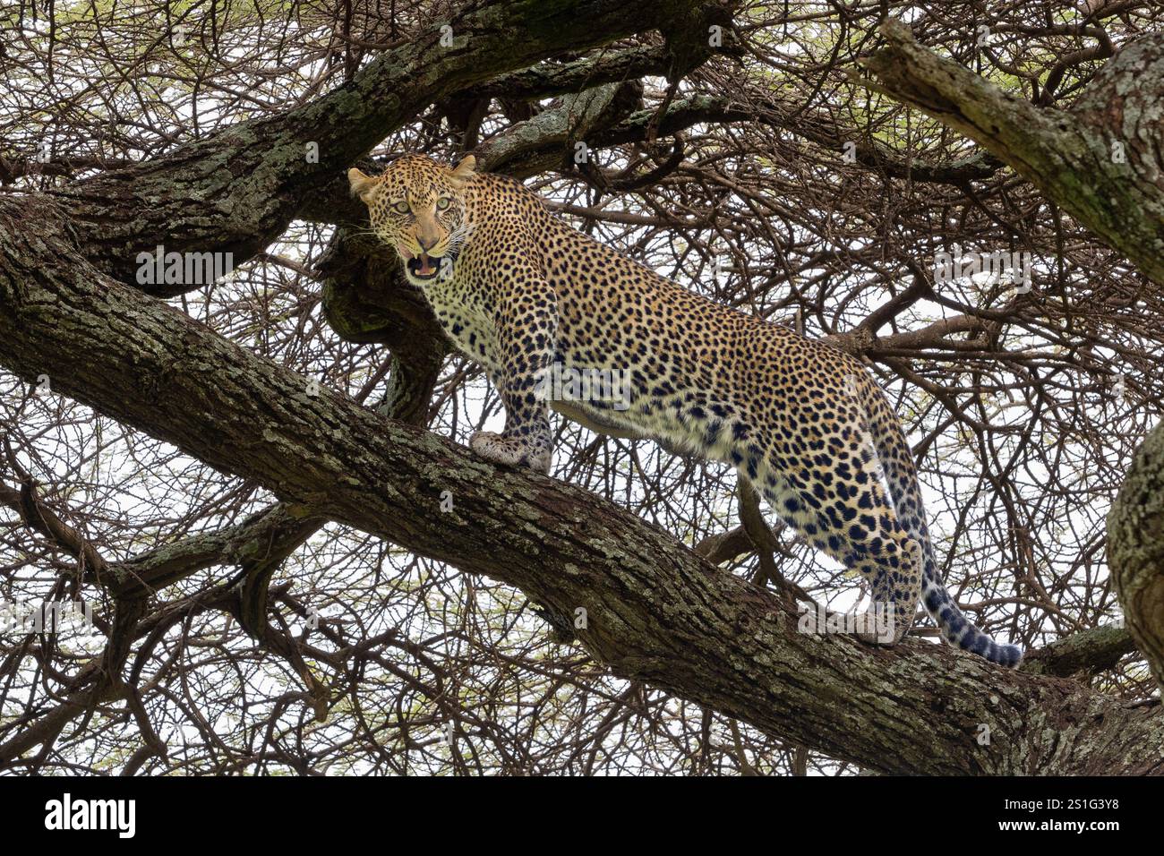 Leopard (Panthera pardus), der auf einem Baumzweig steht und in die Kamera blickt und schnurrt Stockfoto