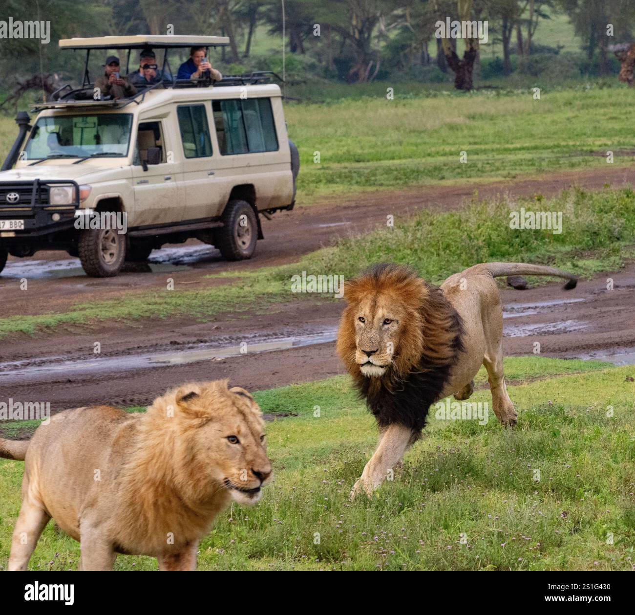 Löwe (Panthera leo) männlich jagt eine Frau vor Safari-Fahrzeugen Stockfoto