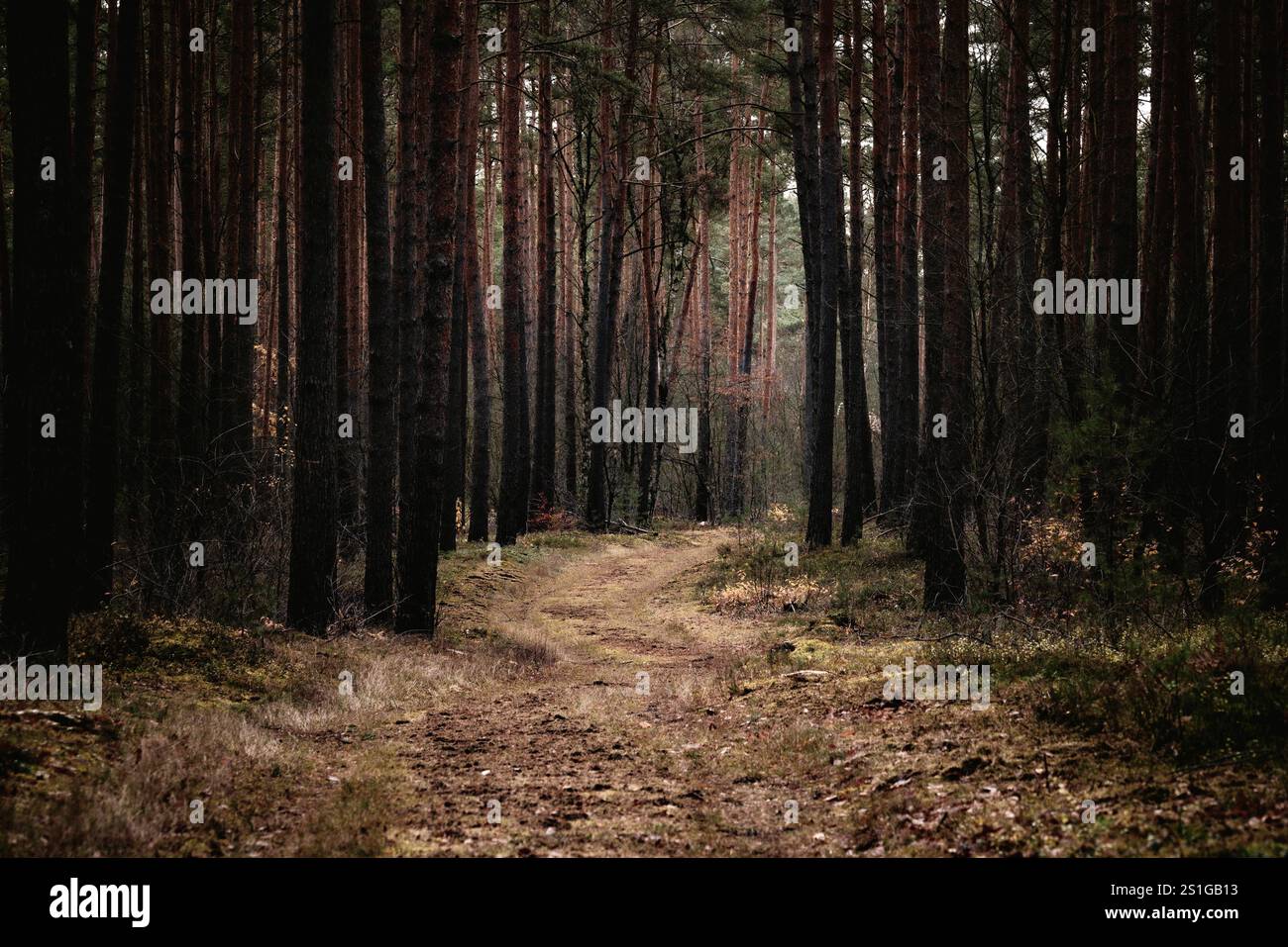Spaziergang durch dichten Wald mit hohen Bäumen am Abend Stockfoto